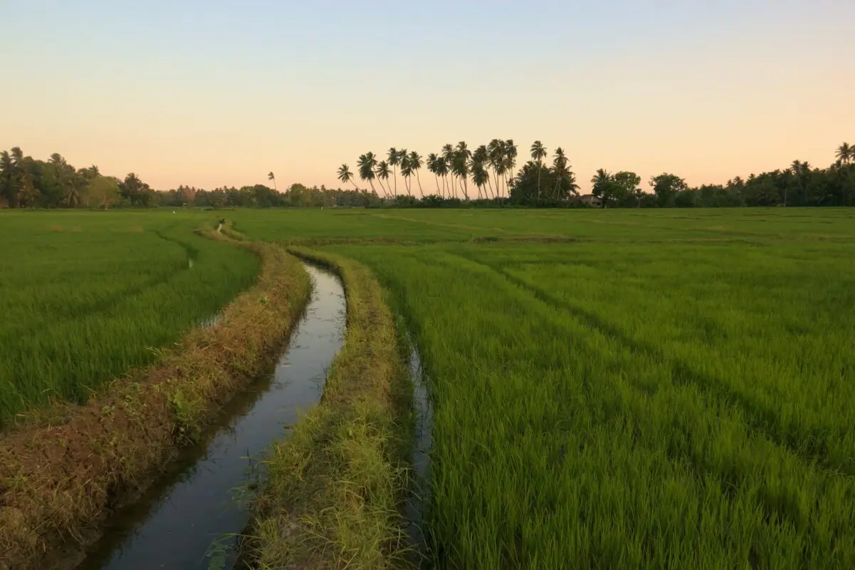 Villa with rice field views in the Hoi An countryside